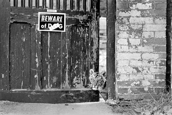A Bengal Tiger Cub puts his head out around the gate as the familys pet dog looks