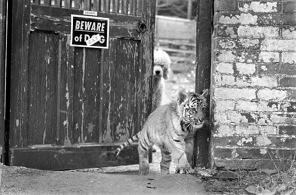 A Bengal Tiger Cub puts his head out around the gate as the familys pet dog looks
