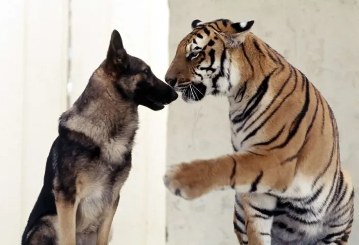 Framed Print : Bengal tiger Ravi with his friend Duke the Alsatian dog july 1977 animals animal Framed Print : Bengal tiger Ravi with his friend Duke the Alsatian dog july 1977 animals animal