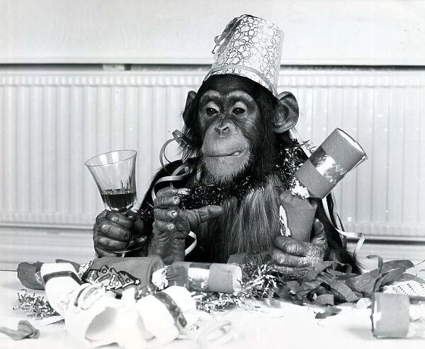 Bengie the chimpanzee at Twycross Zoo, Leicestershire enjoying a Christmas party