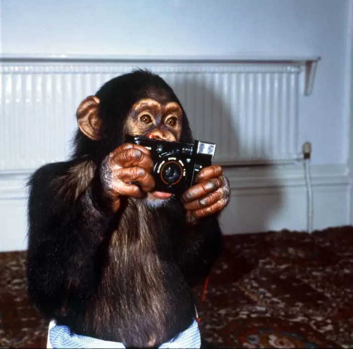 Framed Print : Benjy the Chimp at Twycross Zoo September 1984 A©Mirrorpix Framed Print : Benjy the Chimp at Twycross Zoo September 1984 A©Mirrorpix