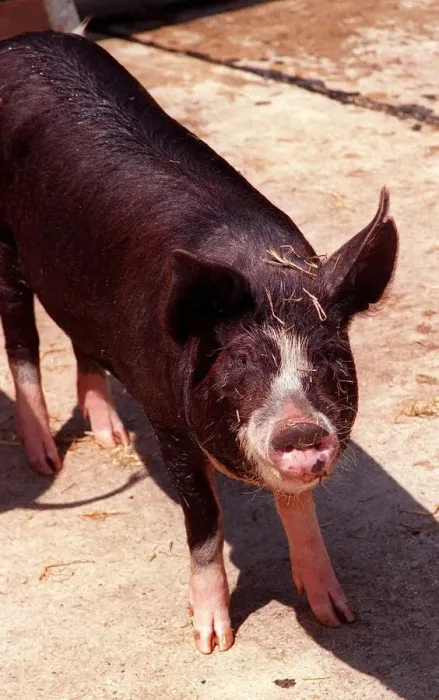 Framed Print : Berkshire pig at Aldenham Country Park July 1996 Framed Print : Berkshire pig at Aldenham Country Park July 1996