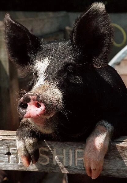 Berkshire pig rare breeds at Aldenham Country Park July 1996