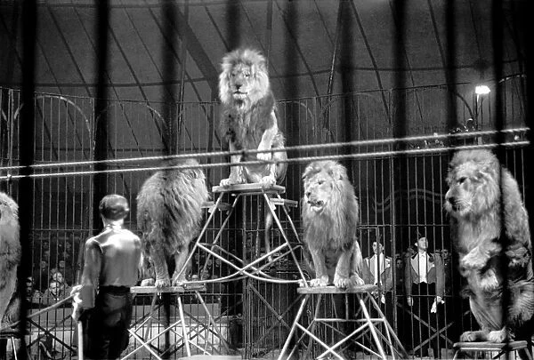 Bertram Mills Circus at Luton. April 1950 O23401-015