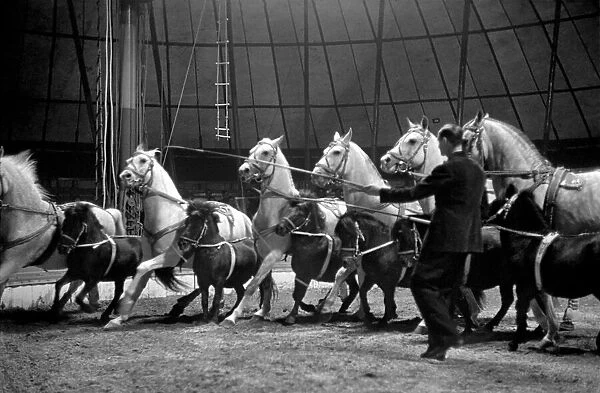 Bertram Mills Circus at Luton. April 1950 O23401-017