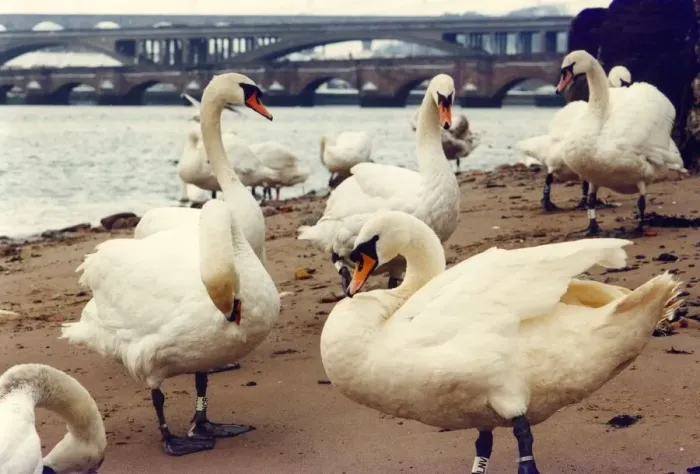 Framed Print : Some Berwick swans preening on the banks at the mouth of the river Tweed Framed Print : Some Berwick swans preening on the banks at the mouth of the river Tweed