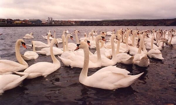 Some Berwick swans on the river Tweed