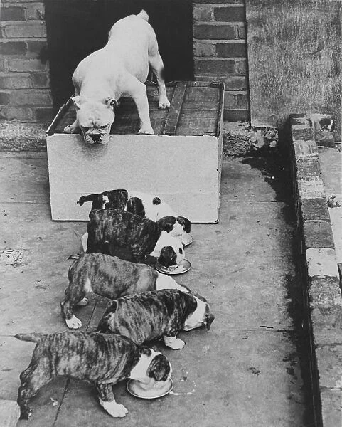 Bess, bulldog with her pups - owned by Mr J Townsend, Birmingham Jack 2  /  9  /  1951