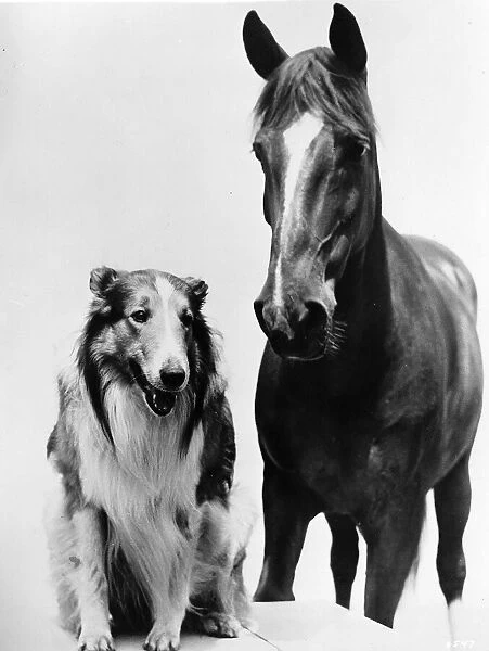 Bess the horse and Lassie the dog