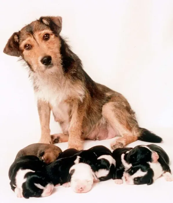Framed Print : Bessie the mongrel which was shot survied and gave 1998 birth to seven puppies Framed Print : Bessie the mongrel which was shot survied and gave 1998 birth to seven puppies