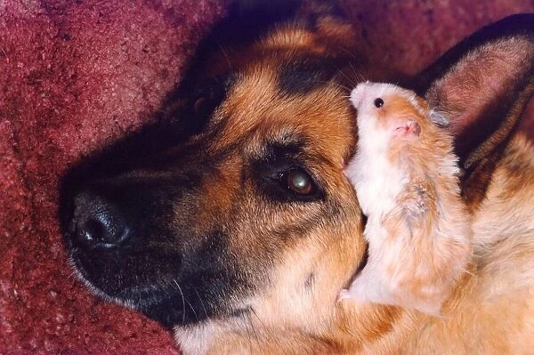 Best buddies, Gizmo the hamster with Sheba the German Shepherd