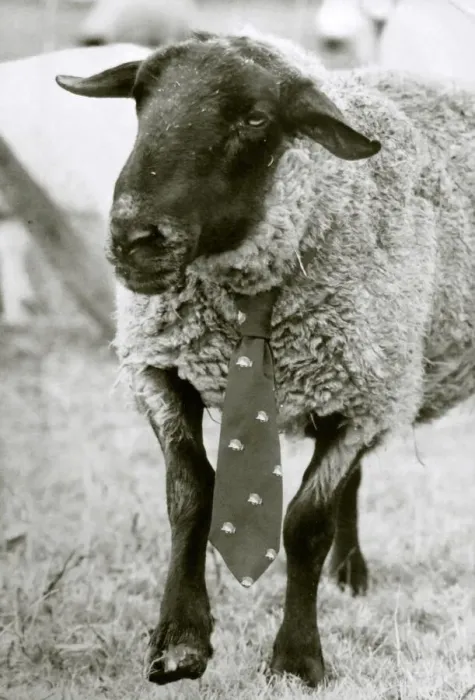 Framed Print : The best dressed ewe seen here sporting a neck tie circa 1980