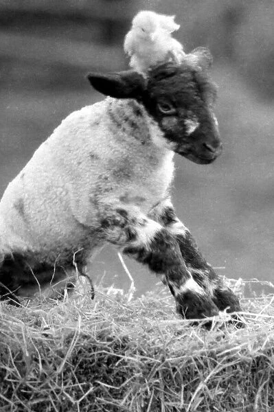 Best friends chick and lamb enjoy the spring sunshine in the run up to Easter. 29  /  3  /  1988