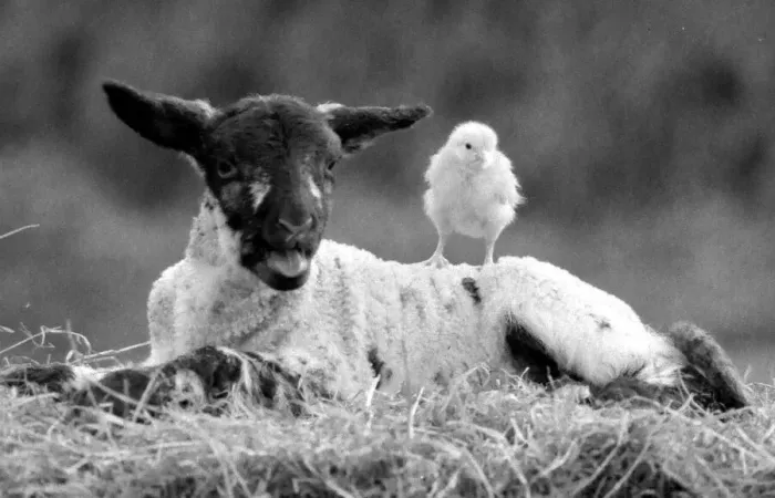 Framed Print : Best friends chick and lamb enjoy the spring sunshine in the run up to Easter. 29  /  3  /  1988