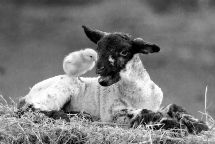 Framed Print : Best friends chick and lamb enjoy the spring sunshine in the run up to Easter. 29 / 3 / 1988 Framed Print : Best friends chick and lamb enjoy the spring sunshine in the run up to Easter. 29 / 3 / 1988