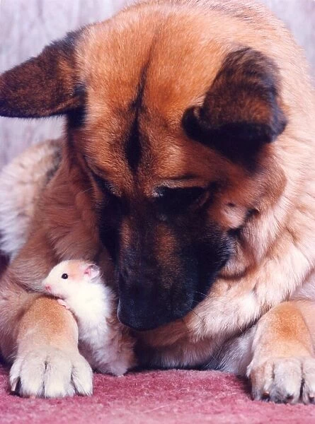 Best of friends Gizmo the hamster with Sheba the German Shepherd