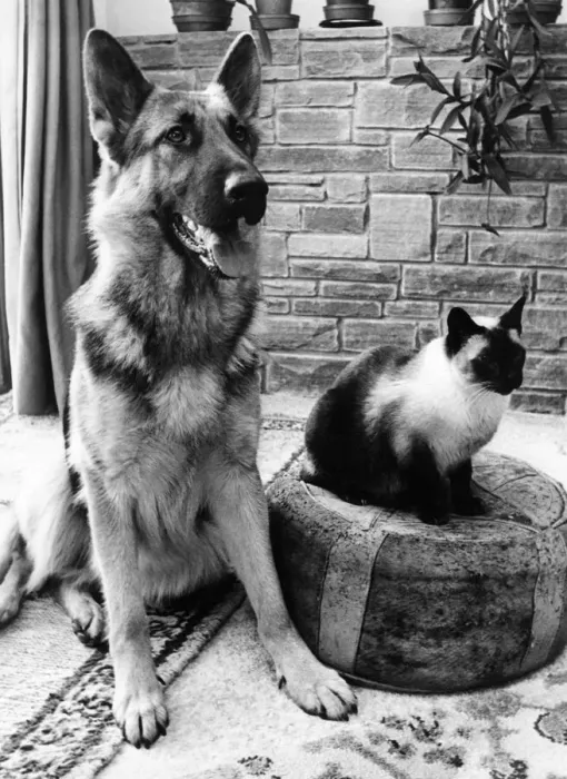 Framed Print : Best of pals Chico the Alsatian and Chen the cat Framed Print : Best of pals Chico the Alsatian and Chen the cat