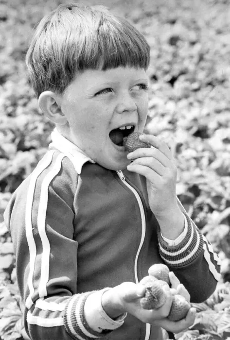 Framed Print : The best way to carry strawberries home, says seven year old picker David Kirkland Framed Print : The best way to carry strawberries home, says seven year old picker David Kirkland