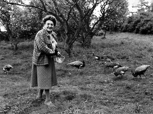 Bet Sanderson pictured with her peacocks and peahens at her home near Penrith