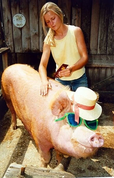 Betsy The Pig having Sun Tan lotion applied to her skin Sun Care A©mirrorpix