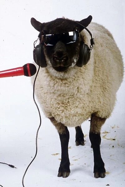 Betsy the singing sheep who recorded song Baa Baa 1989
