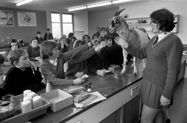 Betty the goat goes to school: Betty