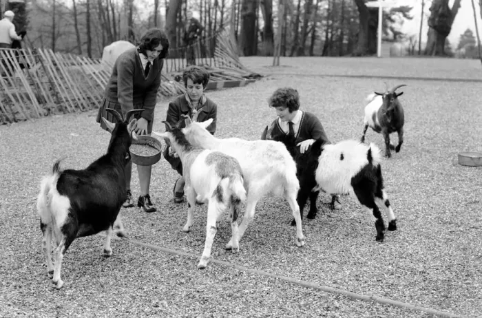 Framed Print : Betty the goat goes to school: Sallie and Jean with help of teacher Miss Angela