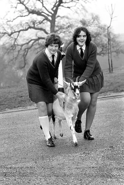 Betty the goat goes to school: Sallie Price (white socks