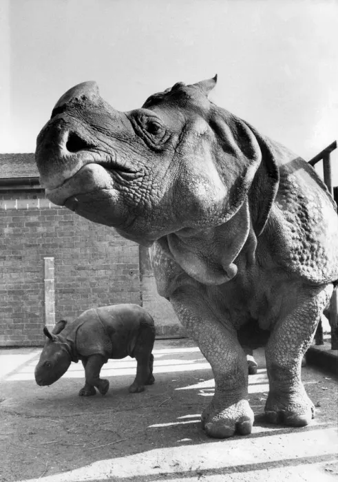 Framed Print : Bheema : On the 9th of March this year, a long awaited event took place at Whipsnade Framed Print : Bheema : On the 9th of March this year, a long awaited event took place at Whipsnade