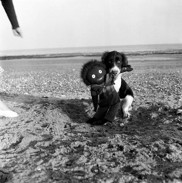 'Biffer'The Dog with a golliwog on the beach. August 1952 C3901