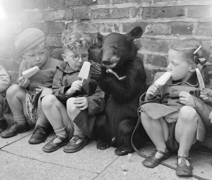 Framed Print : Biffo a Himalayan mountain bear seen here enjoy a ice lolly with the children. July 1953