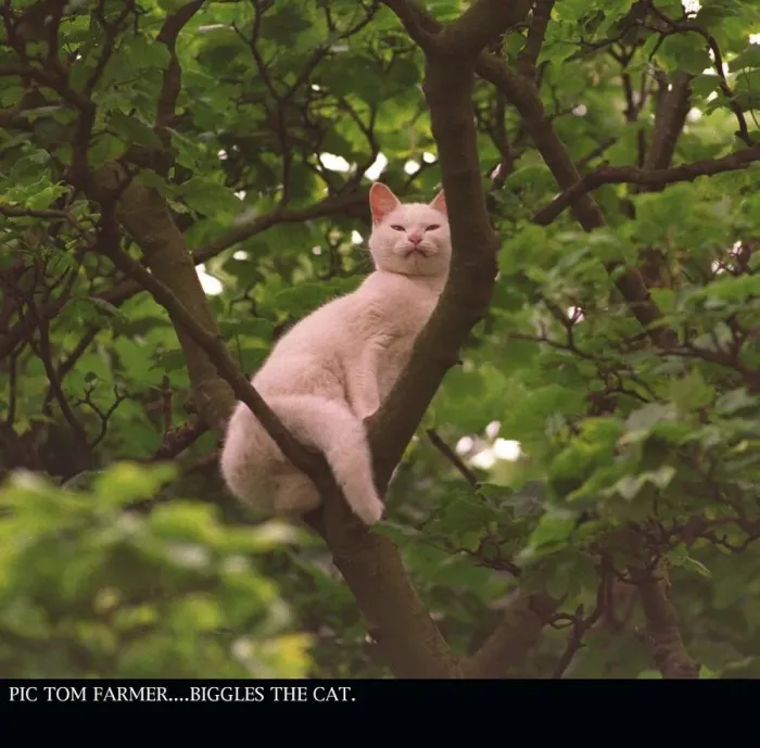 Framed Print : BIGGLES THE CAT STUCK UP TREE AUGUST 1997 BARNTON EDINBURGH Framed Print : BIGGLES THE CAT STUCK UP TREE AUGUST 1997 BARNTON EDINBURGH