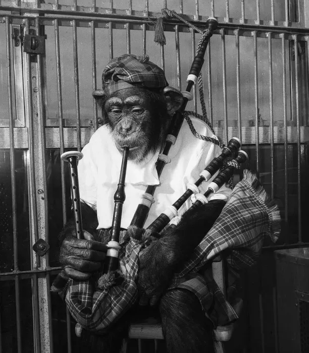 Framed Print : Biily Smarts Circus chimp McDean plays the bagpipes 1953 Framed Print : Biily Smarts Circus chimp McDean plays the bagpipes 1953