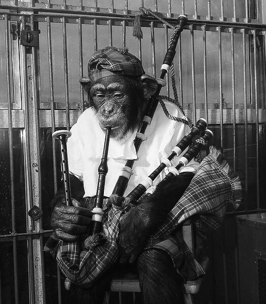 Biily Smarts Circus chimp McDean plays the bagpipes 1953