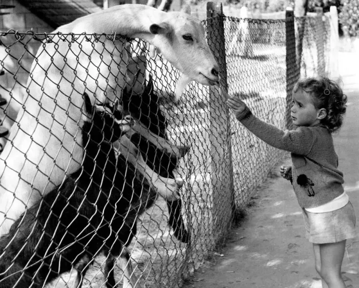 Framed Print : Bill, who lives in the Goat Villa being fed by children in the Pets Corner Framed Print : Bill, who lives in the Goat Villa being fed by children in the Pets Corner