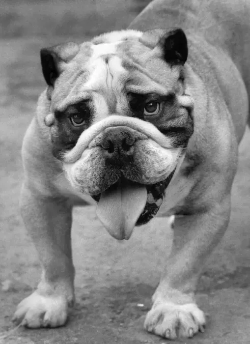 Framed Print : Billie the British Bull Dog seen here having trouble coping with the hot weather
