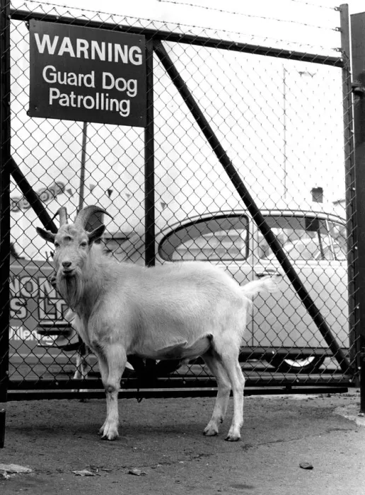 Framed Print : Billy the goat stands guard over the open air car show display at Willenhall Staffs Framed Print : Billy the goat stands guard over the open air car show display at Willenhall Staffs