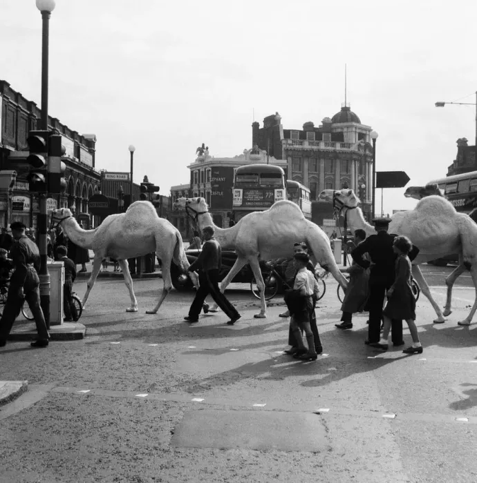 Framed Print : Billy Smarts Circus animals leaving Victoria, london. 18th September 1955 Framed Print : Billy Smarts Circus animals leaving Victoria, london. 18th September 1955