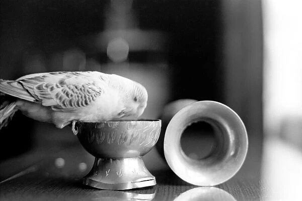 Bird: Animal: Pet: Budgie. March 1970 71-00187-004