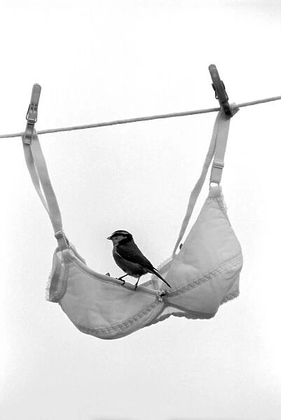 Birds  /  Animals  /  Humour: 'Swinging Blue Tits'. January 1975 75-00557-004