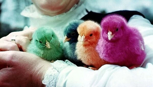 Birds - Baby Chicks with colourful dyed feathers - May 1969