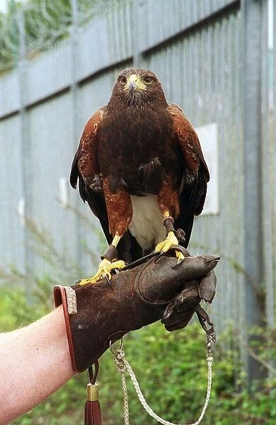 Birds Birds of Prey Harris Hawk September 1998 used to scare the pigeons at Mirror colour