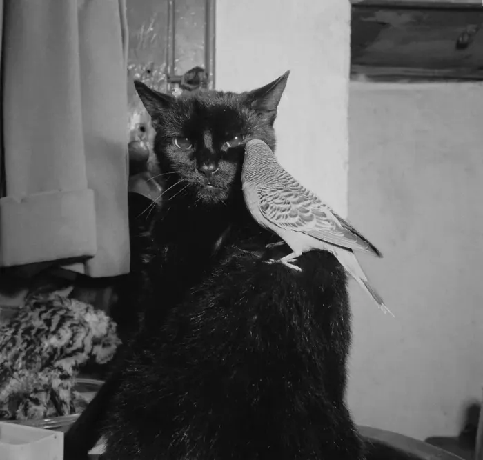 Framed Print : Birds Budgies January 1955 Sooty the black cat with Jimmy the Budgie sitting on his Framed Print : Birds Budgies January 1955 Sooty the black cat with Jimmy the Budgie sitting on his