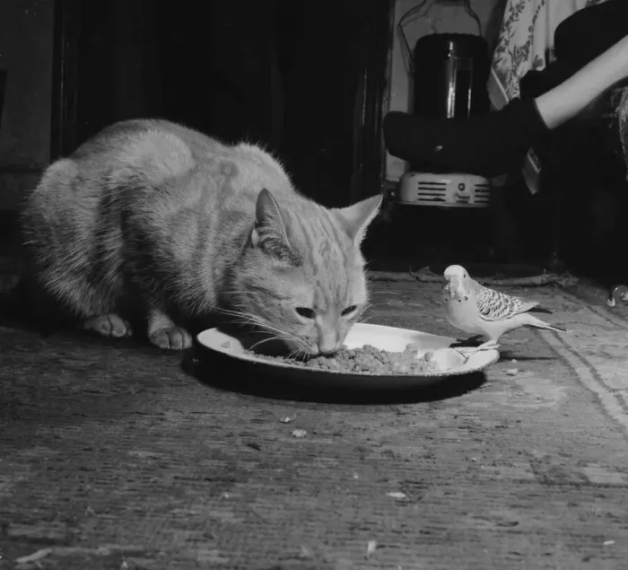 Framed Print : Birds Budgies January 1955 Tiger the tabby cat sharing his food with Jimmy