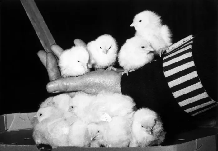 Framed Print : Birds Chickens Chicks - December 1959 These chirpy chicks seen at the 1959 National Framed Print : Birds Chickens Chicks - December 1959 These chirpy chicks seen at the 1959 National