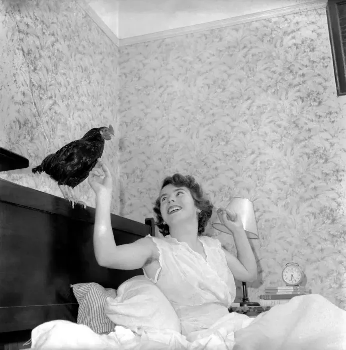 Framed Print : Birds Chickens Pets: Chicken in bed, gives wake-up call to Grechen Young Framed Print : Birds Chickens Pets: Chicken in bed, gives wake-up call to Grechen Young