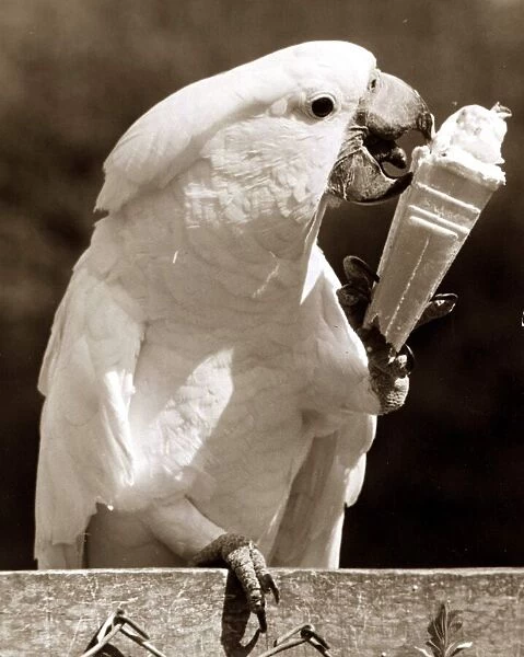 Birds - Cockatoo - July 1981 enjoying a icecream cone in the hot weather