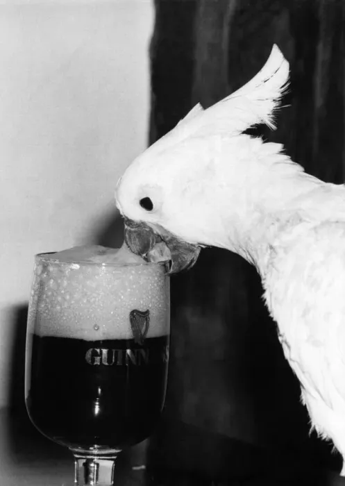 Framed Print : Birds - Cockatoos: Big Head... Cocky can see the beer in there somewhere Framed Print : Birds - Cockatoos: Big Head... Cocky can see the beer in there somewhere
