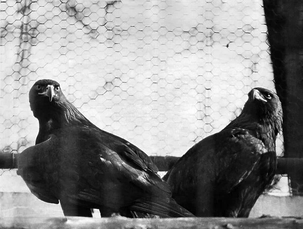 Birds-Eagle-Golden. March 1965 P006488