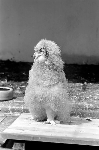 Birds: Eagle owl chick at London Zoo. 1965 C87D-001